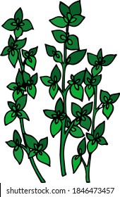 vector illustration of thyme. Herbs aromatic vector illustration. thyme vector icone. herbs vector image.  Aromatic herbs of italian cuisine. Lettering aromatic herbs thyme.