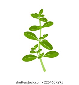 Vector illustration, Thymus vulgaris, also called thyme, isolated on white background.