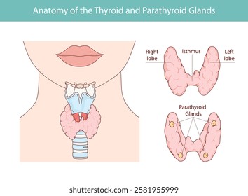 Vector illustration of the thyroid gland and parathyroid gland. Human endocrine system. Medical vector illustration of internal organs.