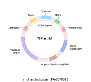 Vector illustration of Ti Plasmid structure