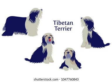 Vector illustration of Tibetan Terrier in different poses isolated on white background.