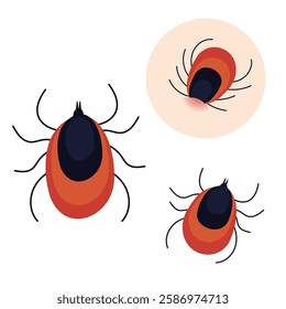 Vector illustration of a tick in different views, including a close-up and a bite on the skin