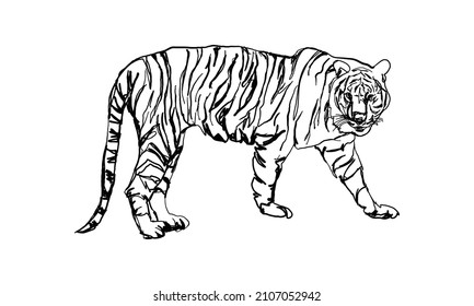 Vector illustration of tiger artwork