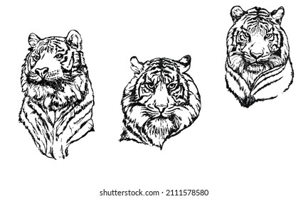 Ilustración vectorial del conjunto de ilustraciones de tigres
