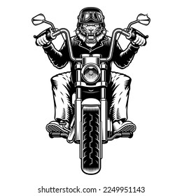 Ilustración vectorial de un motociclista tigre sobre un fondo blanco