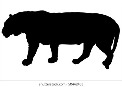 Vektorgrafik der Tigerkontur unter weißem Hintergrund