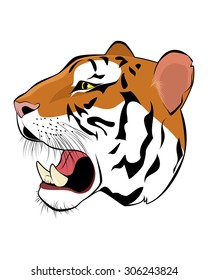 Vector illustration of a tiger head on white