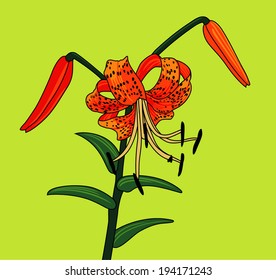 Vector illustration of tiger lily
