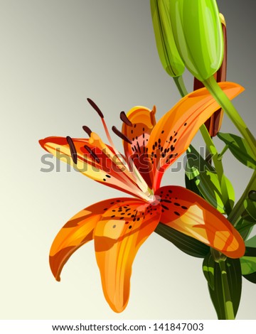Vector illustration of tiger lily flower with green leaves, stylized watercolor background