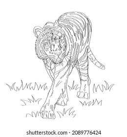 Vector illustration of a tiger in sketch style.