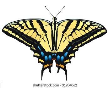 vector illustration of  Tiger Swallowtail Butterfly