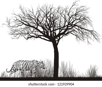 vector illustration Tiger in tall dry grass under a tree