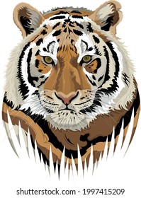 Vector illustration of a tiger (tiger's face)