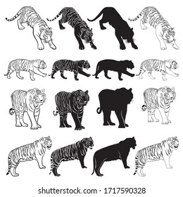 Vector illustration of tigers isolated on white background.