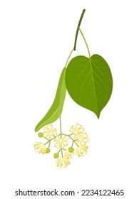 Ilustración vectorial, flor de Tilia también llamada árbol de lino o cestería, aislada en fondo blanco.