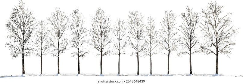 Ilustração do vetor Tilia linden basswood limo árvores conjunto de inverno, paisagem de rua, árvore isolada recorte em luz do dia, verde ao ar livre, projeto de jardim, silhueta de árvore, ambiente natural.