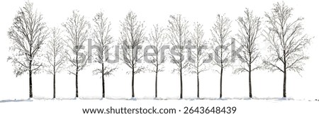Vector illustration Tilia linden basswood lime trees winter set, street landscape, isolated tree cutout in daylight, outdoor greenery, garden design, tree silhouette, natural environment.