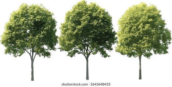 Ilustração vetorial de Tilia x europaea, cal europeia, árvores de rua de tília comum isoladas à luz do dia ensolarado, conjunto frontal, paisagismo urbano, projeto de jardim, natureza verde.