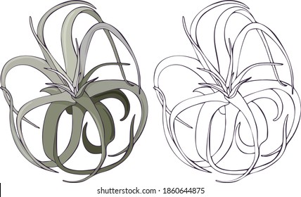 Ilustración vectorial de la xerografía de la labranza aislada en fondo blanco. Plantas aéreas exóticas de contorno y color