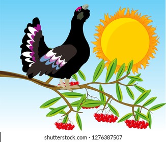 Vector illustration of the timber bird black grouse on branch of rowanberry