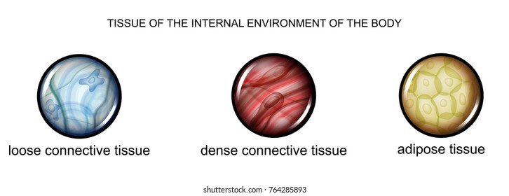 vector illustration of tissues of the internal environment of the body: loose, dense connective tissue and adipose tissue