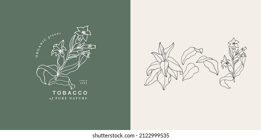 Vector illustration tobacco branch - vintage engraved style. Logo composition in retro botanical style