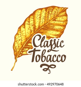 Vector Illustration With Tobacco Yellow Dried Leaf In Sketch Style. Old Classical Tradition Of Smoking. Lettering Design.