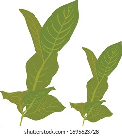 Ilustración vectorial de hojas Tobacoo