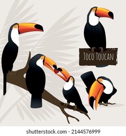 A vector illustration of toco toucan birds set. Colourful gradient toucans on a light background, text is present