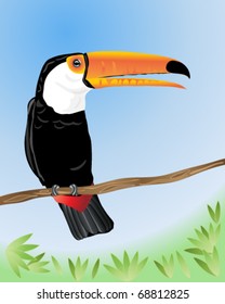 vector illustration of a toco toucan sitting on a branch under a blue sky in eps 10 format