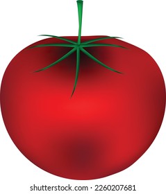 vector illustration of a tomato