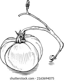 Vector illustration a tomato with branch. Line art, black on white background.