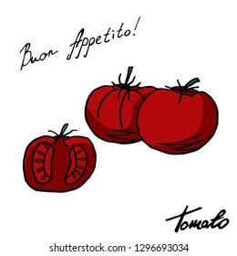 Vector illustration of tomato and cut. Hand illustration for labels, printing. Botanical Gardening Illustration. Savoyar Doodle Style