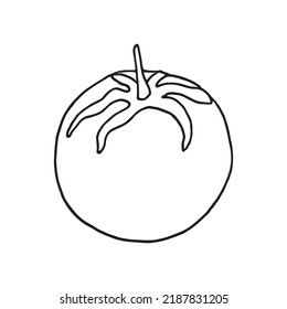 Vector illustration of tomato in doodle style
