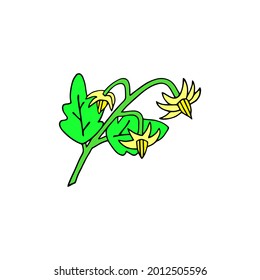 Vector illustration with tomato inflorescence on a white background.