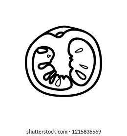 Vector illustration of the tomato slice, hand-drawn only in black outline