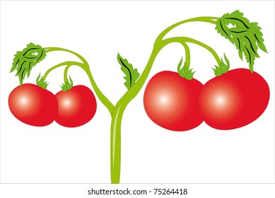 Vector illustration of tomato under the white background