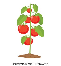 Vector Illustration Of Tomatoes