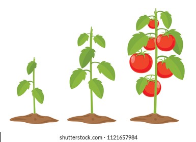 Vector Illustration Of Tomatoes
