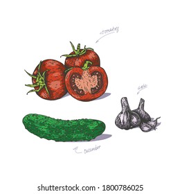 Vector illustration of tomatoes and cucumber with garlic, drawn by hand. Isolate the tomatoes and cut in half with the garlic. Vegetable engraving illustration style. Detailed sketch of vegetarian