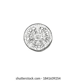 Vector illustration of tomatoes drawn by hand. Isolate the tomatoes and cut them in half. Vegetable engraving illustration style. Detailed sketch of vegetarian food. Products on the agricultural