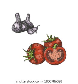 Ilustración vectorial de tomates a con ajo, dibujado a mano. Aísle los tomates y corte a la mitad con el ajo. Estilo de ilustración de grabado vegetal. Esbozo detallado de comida vegetariana. Productos