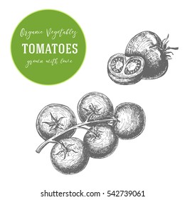 Vector illustration of tomatoes. Hand drawn with ink vintage illustration