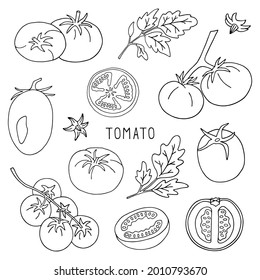 Vector illustration with tomatoes on a white background. Outline drawing.