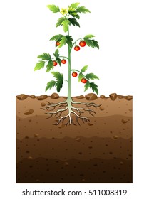 Vector illustration of Tomatoes plant with root underground illustration