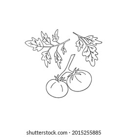 Vector illustration with tomatoes and tomato leaves. Contour drawing on a white background.