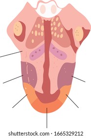 Ilustración vectorial de una anatomía de lengua