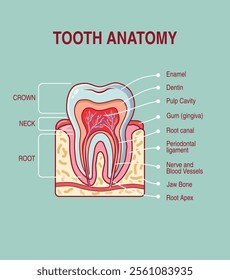 Vector illustration of tooth anatomy