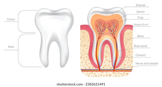 Vector illustration tooth anatomy with description. Concept of studying human from scientific point of view. Element for your design