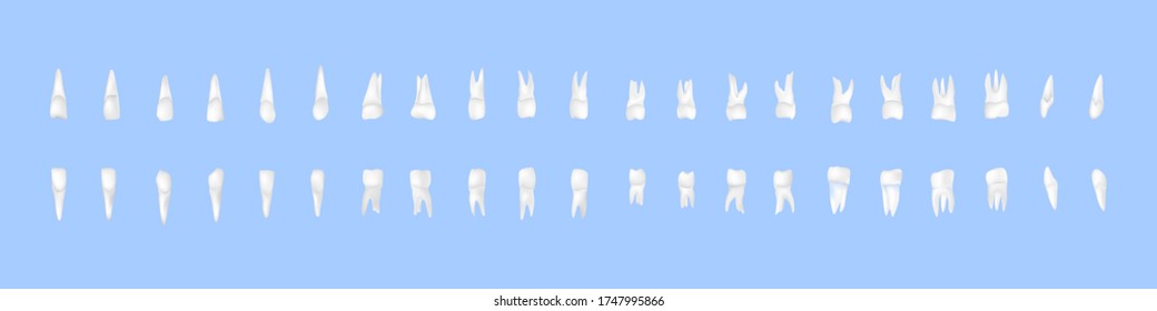 Vector - Illustration of Tooth set
